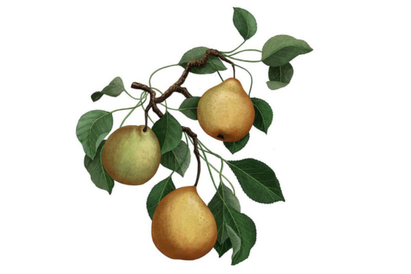 Pear brach